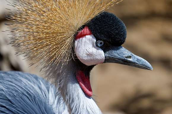 Crowned Crane
