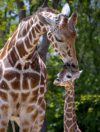 A Mother's Kiss