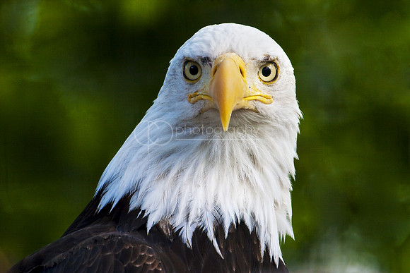 Eagle