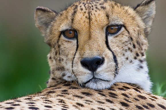 Cheetah