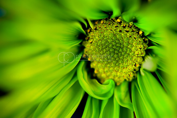 Green Focus