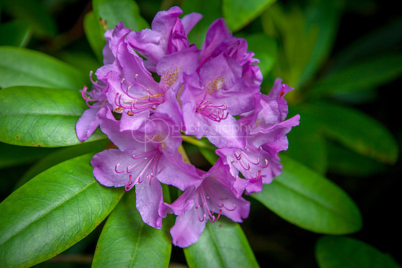 Purple Flowers