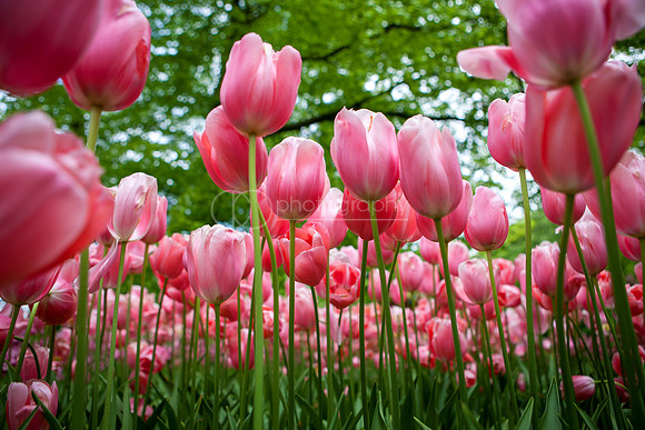 Tulip Field