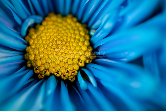 Blue Focus