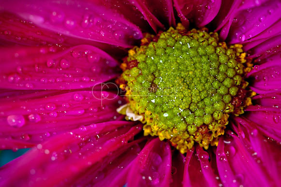 Pink Focus