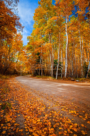 Aspen Road