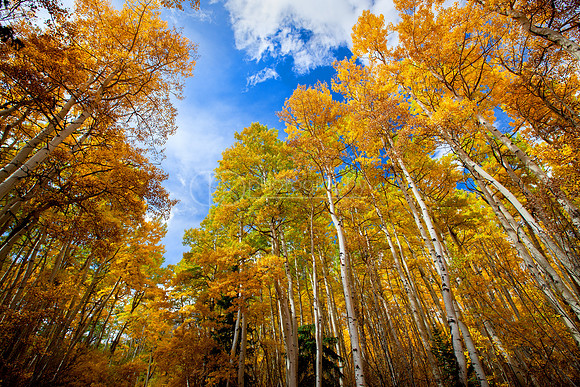 Aspen Trees
