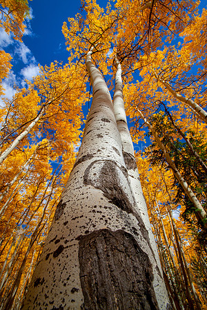 Aspen Trunk