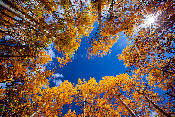 Aspens