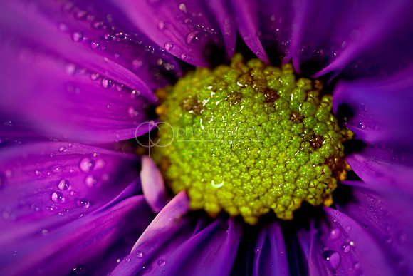 Purple Focus