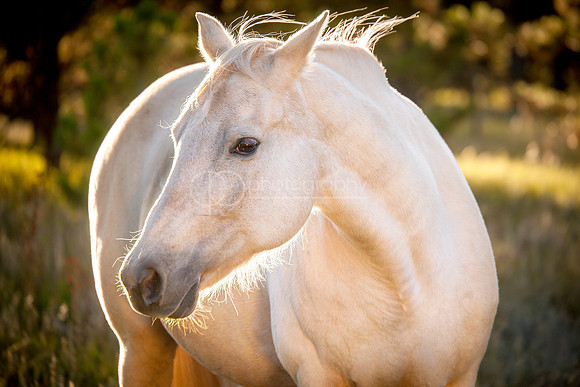 Majestic Mare